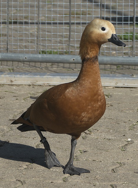 数次丢掉防